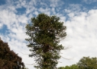 IMG 7568