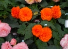 DSC00625-1